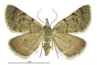Dichromodes sphaeriata (female). Geometridae: Oenochrominae s. lat.. 