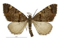 Hydriomena arida (male). Geometridae: Larentiinae. 