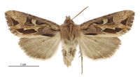 Graphania maya (male). Noctuidae: Noctuinae. 