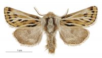 Ichneutica nervosa (male). Noctuidae: Noctuinae. 