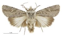 Ectopatria aspera (male). Noctuidae: Noctuinae. 