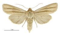 Tmetolophota paraxysta (female). Noctuidae: Noctuinae. 
