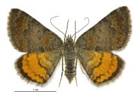 Paranotoreas brephosata (female). Geometridae: Larentiinae. 