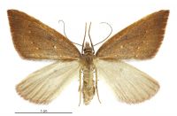Xanthorhoe occulta (female). Geometridae: Larentiinae. 