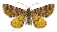 Arctesthes catapyrrha (female). Geometridae: Larentiinae. 