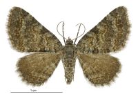 Chloroclystis nereis (female). Geometridae: Larentiinae. 