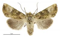 Meterana levis (female). Noctuidae: Noctuinae. 