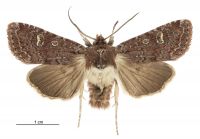 Graphania agorastis (male). Noctuidae: Noctuinae. 