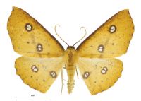 Xyridacma alectoraria (male). Geometridae: Oenochrominae s. lat.. 