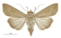 Mythimna separata (female). Noctuidae: Noctuinae. 