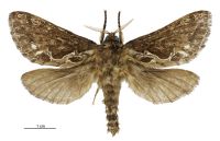 Aoraia enysii (male). Hepialidae: . 
