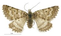 Aponotoreas orphnaea (female). Geometridae: Larentiinae. 