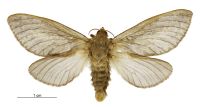 Wiseana cervinata (female). Hepialidae: . 
