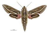 Hippotion celerio (male). Sphingidae: Macroglossinae. Irregular migrant to New Zealand
