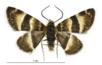 Notoreas ortholeuca (male). Geometridae: Larentiinae. 