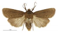 Bityla defigurata (male). Noctuidae: Amphipyrinae. 