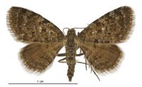 Chloroclystis nereis (male). Geometridae: Larentiinae. 
