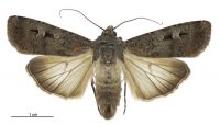 Agrotis infusa (female). Noctuidae: Noctuinae. Regular migrant to New Zealand