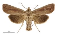 Dipaustica epiastra (male). Noctuidae: Noctuinae. 