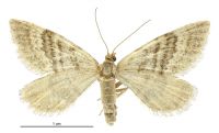 Asaphodes recta (female). Geometridae: Larentiinae. 