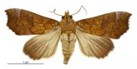 Anomis flava (female). Erebidae: Scoliopteryginae. Irregular migrant to New Zealand