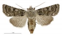 Aletia s.l. sistens (female). Noctuidae: Noctuinae. 