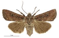 Graphania morosa (female). Noctuidae: Noctuinae. 