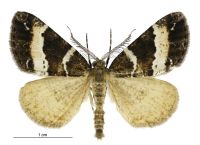 Pseudocoremia dugdalei (male). Geometridae: Ennominae. 