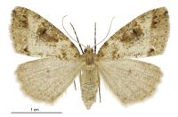 Pseudocoremia ombrodes (female). Geometridae: Ennominae. 