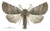 Declana griseata (female). Geometridae: Ennominae. 