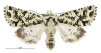 Meterana exquisita (male). Noctuidae: Noctuinae. 