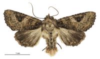 Meterana octans (male). Noctuidae: Noctuinae. 