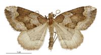 Austrocidaria haemophaea (male). Geometridae: Larentiinae. Chatham Islands only