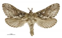 Aoraia aurimaculata (male). Hepialidae: . 