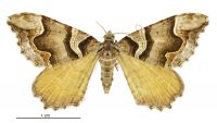 Asaphodes chlamydota (female). Geometridae: Larentiinae. 