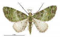 Pasiphila semochlora (male). Geometridae: Larentiinae. 