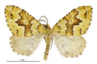 Asaphodes philpotti (male). Geometridae: Larentiinae. 