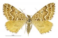 Asaphodes clarata (female). Geometridae: Larentiinae. 