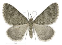 Helastia corcularia (female). Geometridae: Larentiinae. 