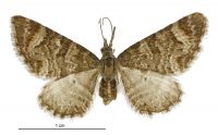 Pasiphila erratica (female). Geometridae: Larentiinae. 