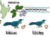 <h5 style=text-transform:uppercase;margin:0em;>Ngā ingoa Māori ka rerekē inā mutu te hua ō ngā rākau</h5><p>After the hīnau (or <em>Elaeocarpus dentatus</em>, a tall forest tree) have finished fruiting, male <em>kōkō</em> are called <em>kōkōuri</em> and females <em>kōkōtea</em> in the Mataatua tribal area.</p>