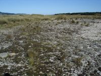 Dune deflation hollow at Tiwai Point, Southland (Rowan Buxton)