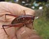 Tree weta indicate the effectiveness of sustained rat control