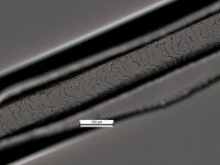 Guard hair scales: Irregular wave. Image of a scale cast 