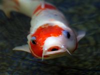 Koi carp are a prominent example of ornamental fish becoming invasive