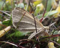 Figure 2: The adult male of the remuremu looper moth amongst its saltmarsh habitat. Note the wings held together like butterflies do. 