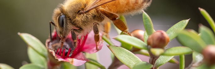 New Zealand Colony Loss Survey shows ongoing trend in overall honey bee colony loss