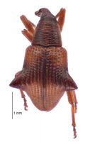 <h3 align=left><em>Oropterus coniger</em></h3>. <p align=left>Curculionidae: Curculioninae.<br>Endemic</p> 