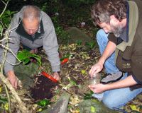 Chris and Rob Chappell (DOC) releasing Mercury Island tusked wētā 