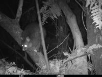 Trail camera-monitoring for bait aversion. The possum is investigating but not eating a non-toxic cereal bait nailed to a tree.